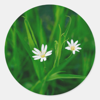 zwei weiße Blumen auf einer grünen Wiese Magnet Ronde Sticker