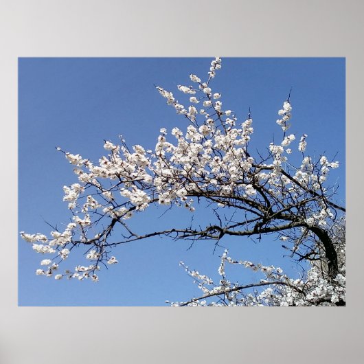 Zweig der Kirschblüte Poster (Voorkant)