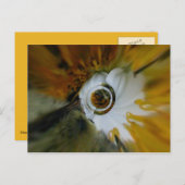 Zwembeez Briefkaart (Voorkant / Achterkant)