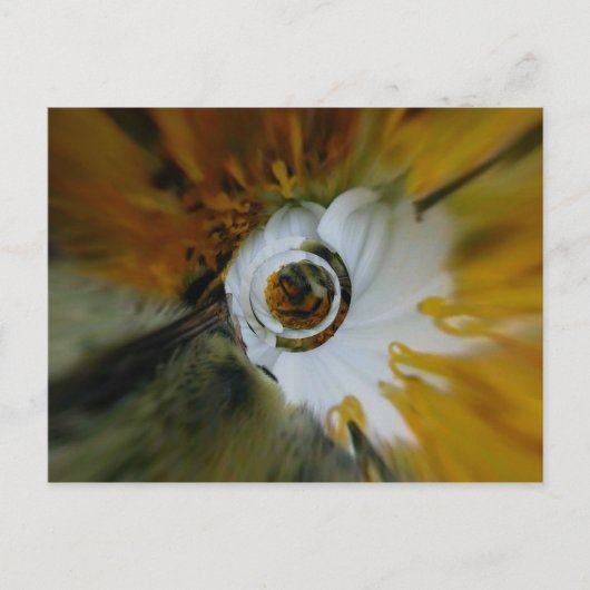 Zwembeez Briefkaart (Voorkant)