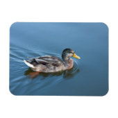 Zwemeend Magneet (Horizontaal)