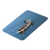 Zwemeend Magneet (Linkerzijde)