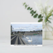 Zwemelen kijken naar een bootbaan over de Barrow r Briefkaart (Staand voorkant)