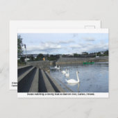 Zwemelen kijken naar een bootbaan over de Barrow r Briefkaart (Voorkant / Achterkant)