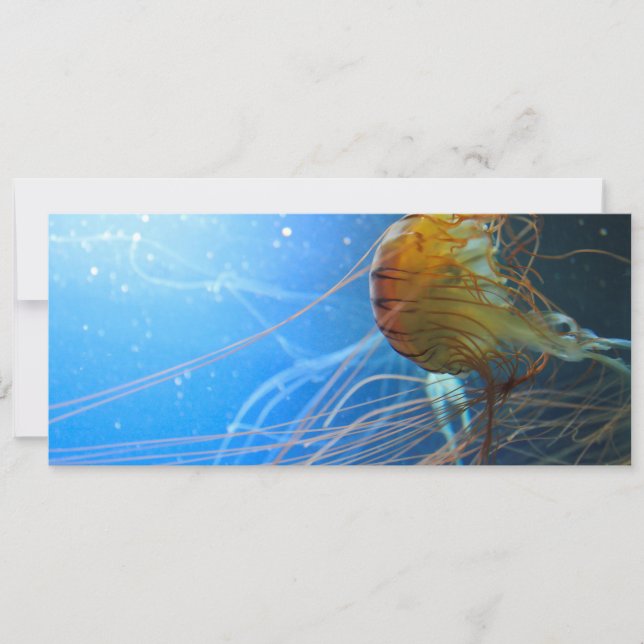 Zwemelen van kwallen (Voorkant)