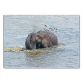 Zwemelolifant Kaart (Voorkant)