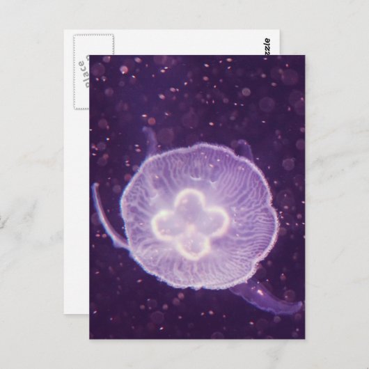 Zwemelvis Briefkaart (Voorkant / Achterkant)