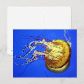 Zwemelvis op blauw Briefkaart (Voorkant / Achterkant)