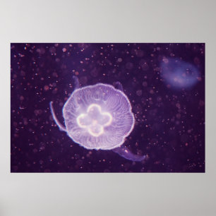 Zwemelvis Poster