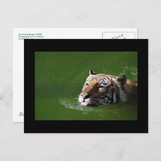 Zwemend tijger Briefkaart (Voorkant / Achterkant)