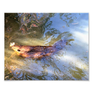 Zwemende bever foto afdruk