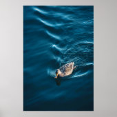 Zwemende eend poster (Voorkant)