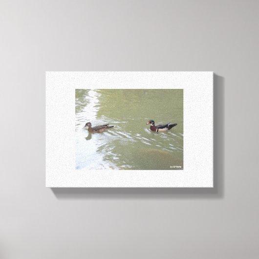 Zwemende Eenden Canvas Afdruk (Voorkant)
