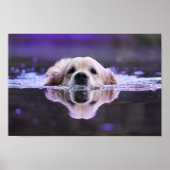 Zwemende Golden Retriever Poster (Voorkant)