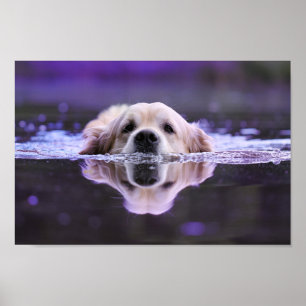 Zwemende Golden Retriever Poster