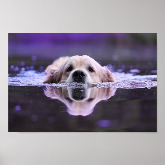Zwemende Golden Retriever Poster (Voorkant)