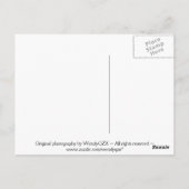 Zwemende hagedis briefkaart (Achterkant)