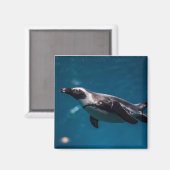 Zwemende pinguïn in de zee. magneet (Voorkant / Achterkant)
