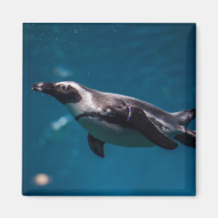 Zwemende pinguïn in de zee. magneet