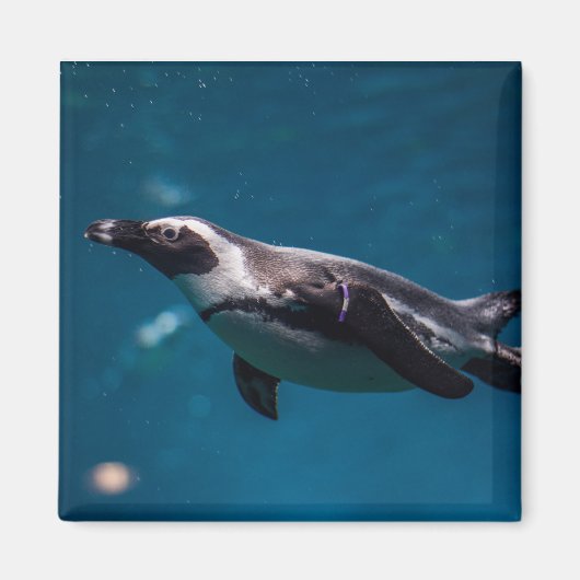 Zwemende pinguïn in de zee. magneet (Voorkant)