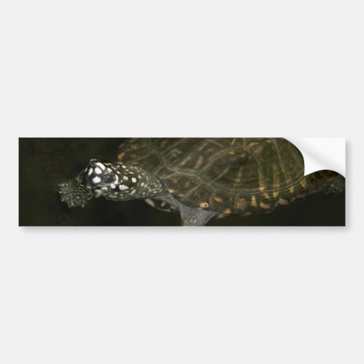 Zwemende Schildpad Bumpersticker (Voorkant)