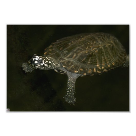 Zwemende Schildpad Foto Afdruk (Voorkant)