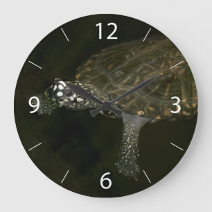Zwemende Schildpad Grote Klok
