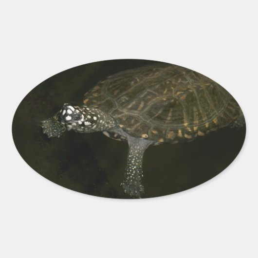 Zwemende Schildpad Ovale Sticker (Voorkant)
