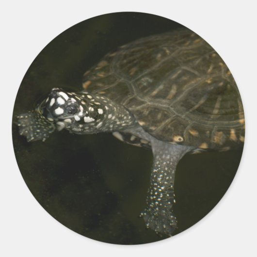Zwemende Schildpad Ronde Sticker (Voorkant)