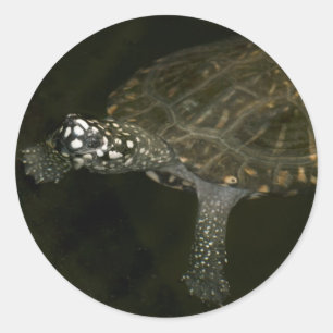 Zwemende Schildpad Ronde Sticker