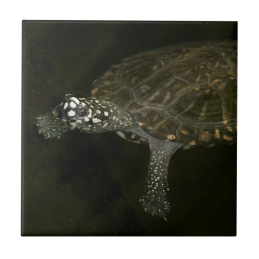 Zwemende Schildpad Tegeltje (Voorkant)