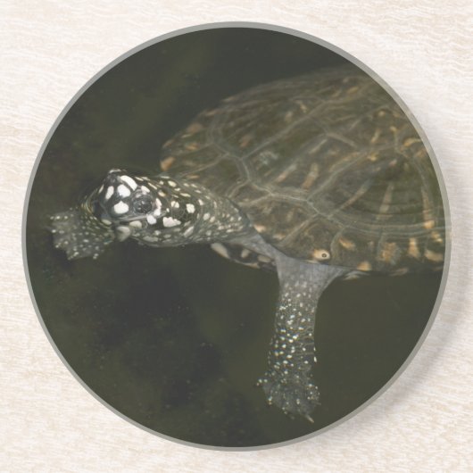 Zwemende Schildpad Zandsteen Onderzetter (Voorkant)