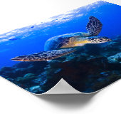 Zwemende Zee Schildpad in blauw water Poster (Hoek)