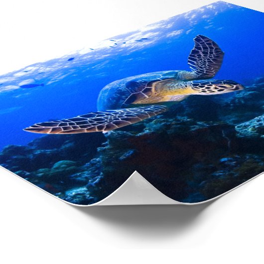 Zwemende Zee Schildpad in blauw water Poster (Hoek)