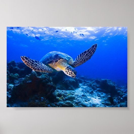 Zwemende Zee Schildpad in blauw water Poster (Voorkant)