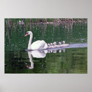 Zwemenfamilie Poster