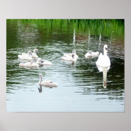 Zwemenfamilie Poster