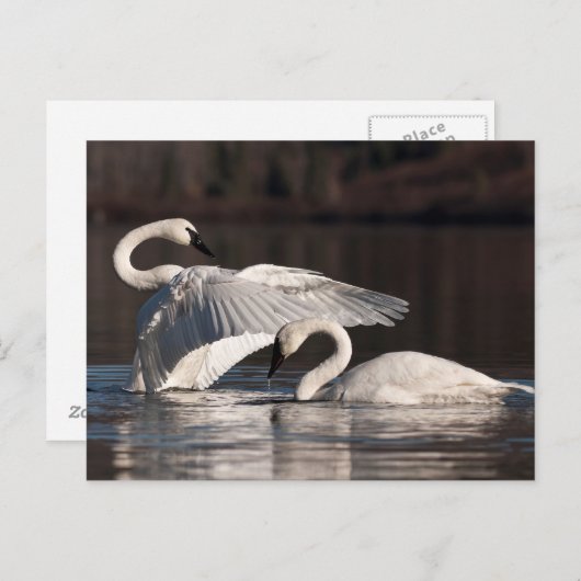 Zwemens Briefkaart (Voorkant / Achterkant)