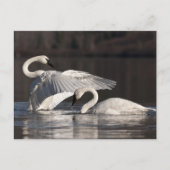 Zwemens Briefkaart (Voorkant)