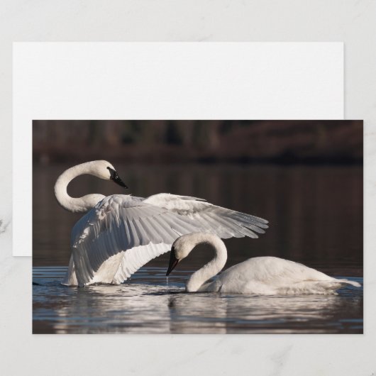 Zwemens Briefpapier (Voorkant / Achterkant)