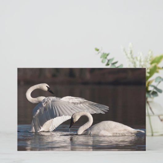 Zwemens Briefpapier (Staand voorkant)