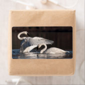 Zwemens Etiket (Insitu)