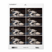 Zwemens Etiket (Full Sheet)