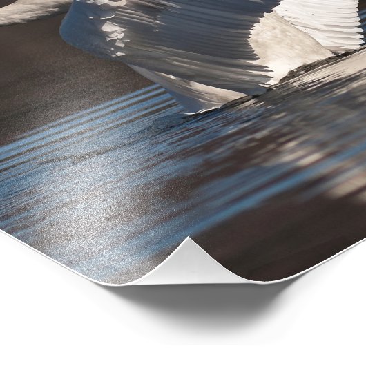 Zwemens Foto Afdruk (Hoek)