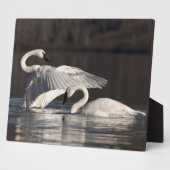 Zwemens Fotoplaat (Zijkant)