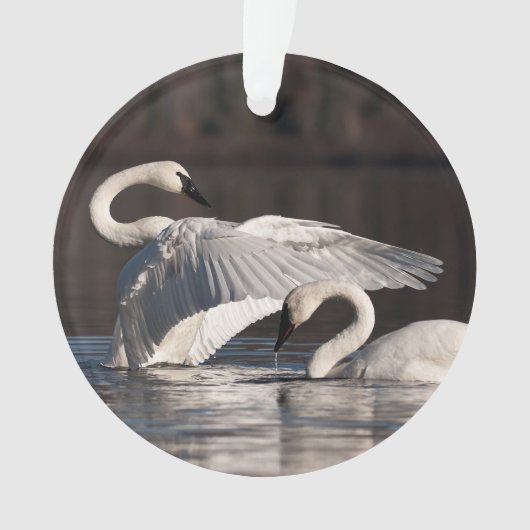 Zwemens Ornament (voorkant)