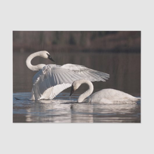 Zwemens Tissuepapier (Voorkant)