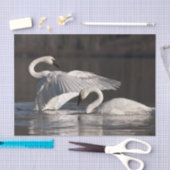 Zwemens Tissuepapier (Craft)