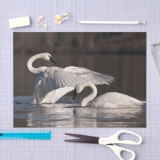 Zwemens Tissuepapier (Craft)