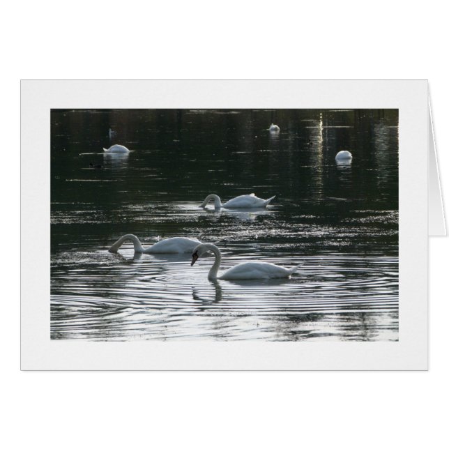 Zwemenvoer, Roath Park Lake, Cardiff - Bordered (Voorkant Horizontaal)